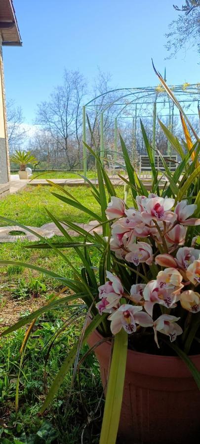 Casa Mari Villa Pontedassio Kültér fotó